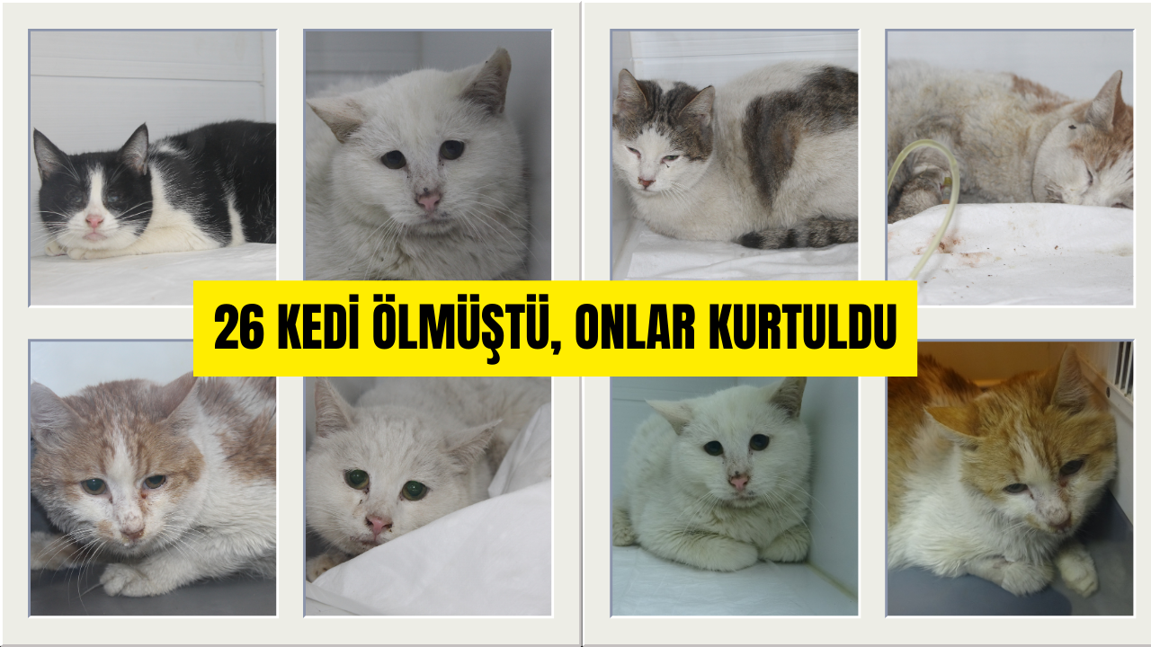 Sivas’ta Yangından Kurtarılan Kediler Yuva Bekliyor