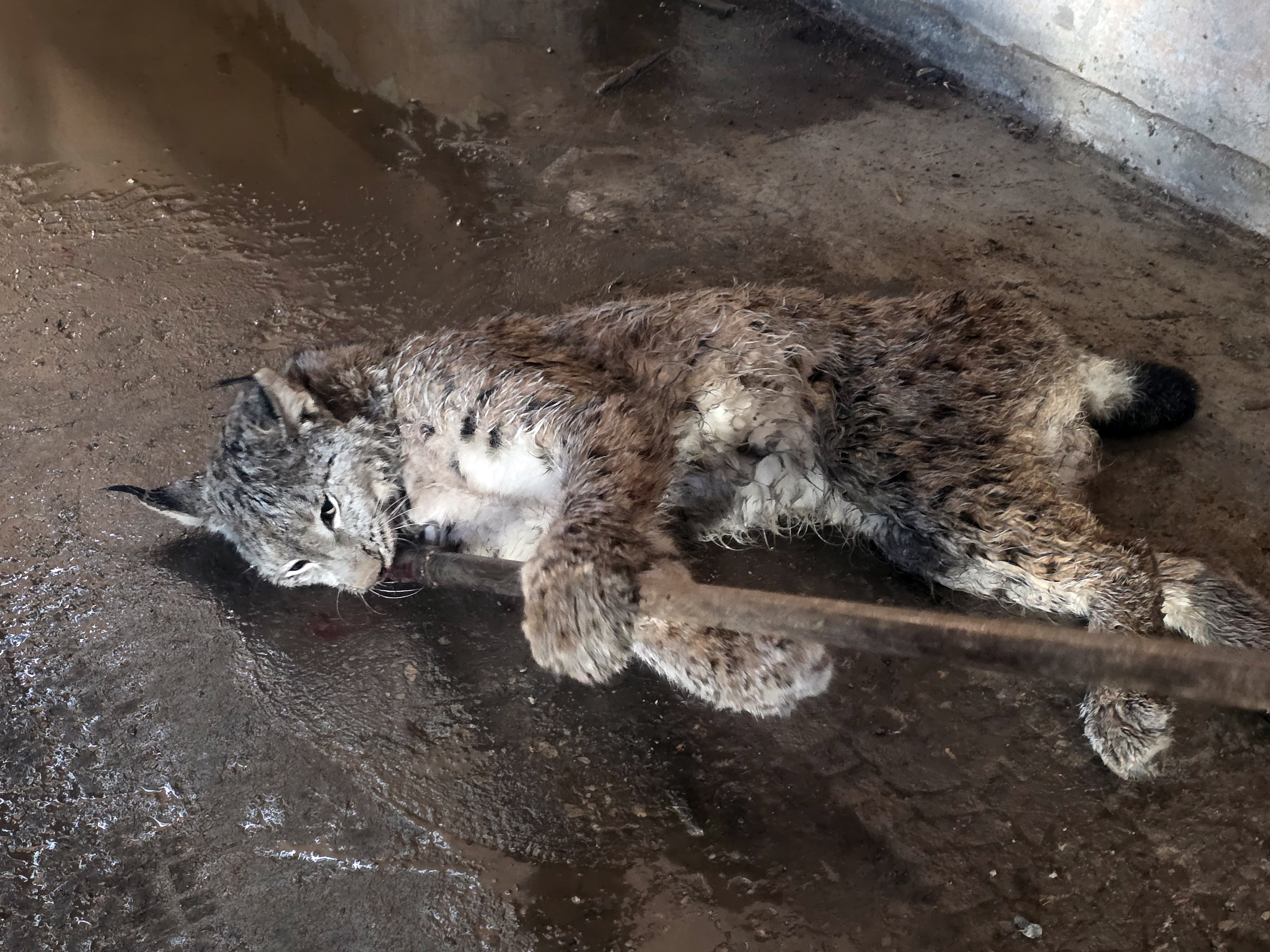 Sivas'ta yaralı vaşak koruma altına alındı