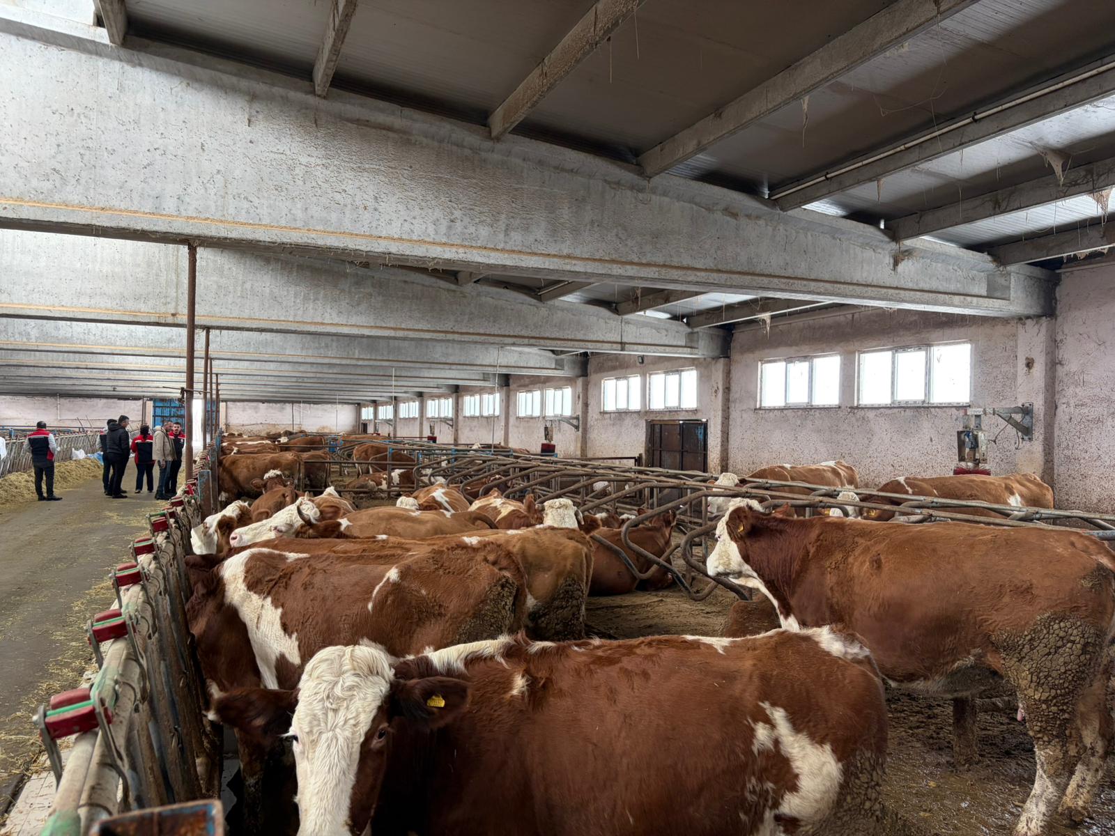 Sivaslı üreticilere destek uyarısı: İcmaller yayınlandı