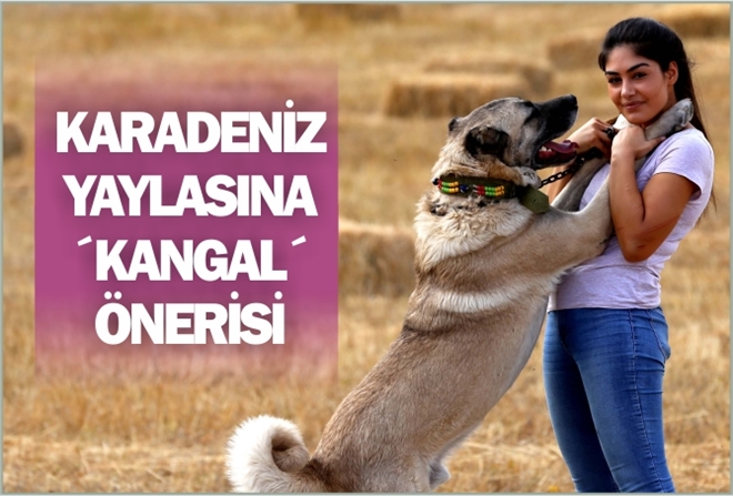 KARADENİZ YAYLASINA ´KANGAL´ ÖNERİSİ
