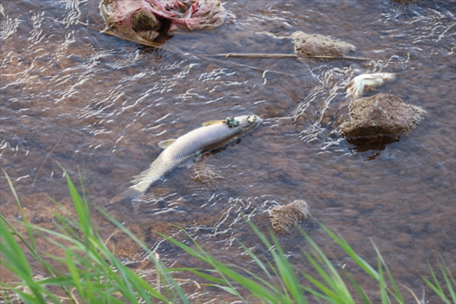 BALIK ÖLÜMLERİ KORKUTTU