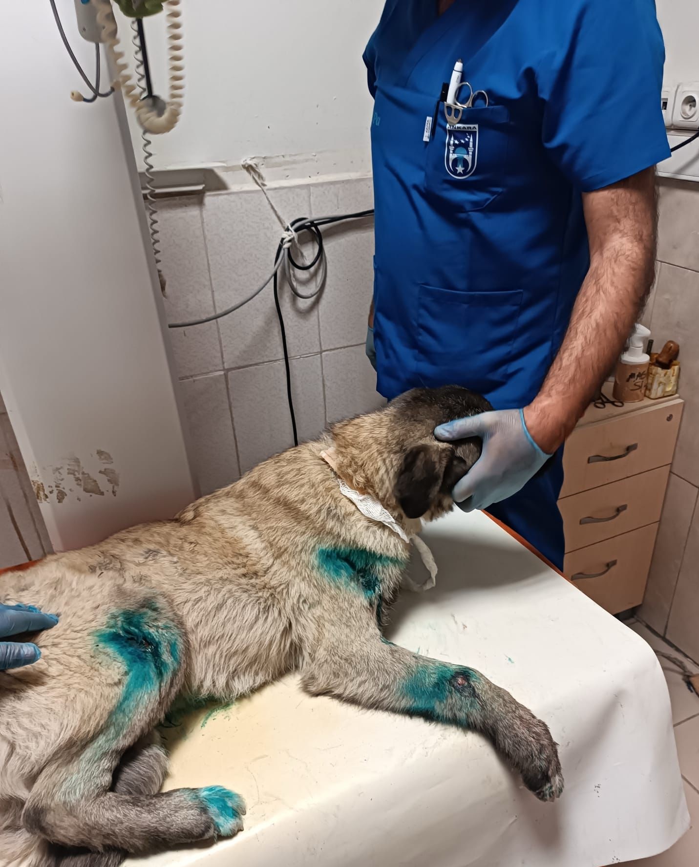 Kamyonete bağlanarak sürüklenen köpek kurtarıldı