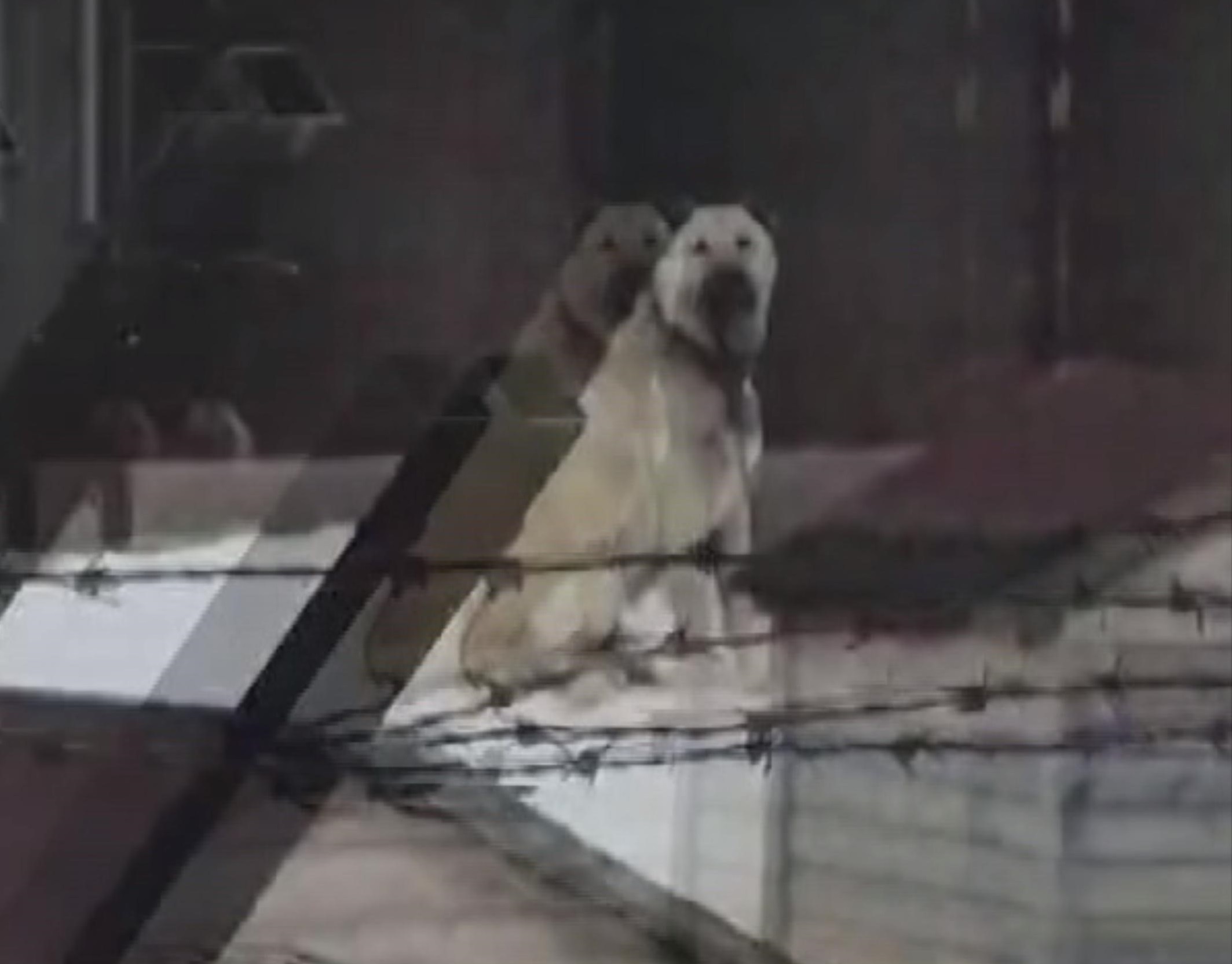 Sivas’ta Kangallar 4.9’luk Depremi Önceden Hissetti