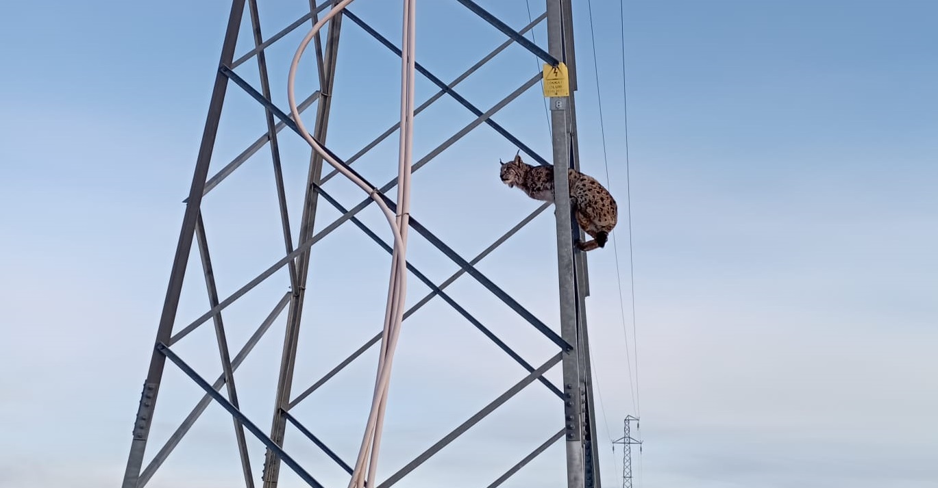 Sivas'ta Güldüren Olay!  Vaşak Köpeklerden Kaçıp Bakın Nereye Çıktı?