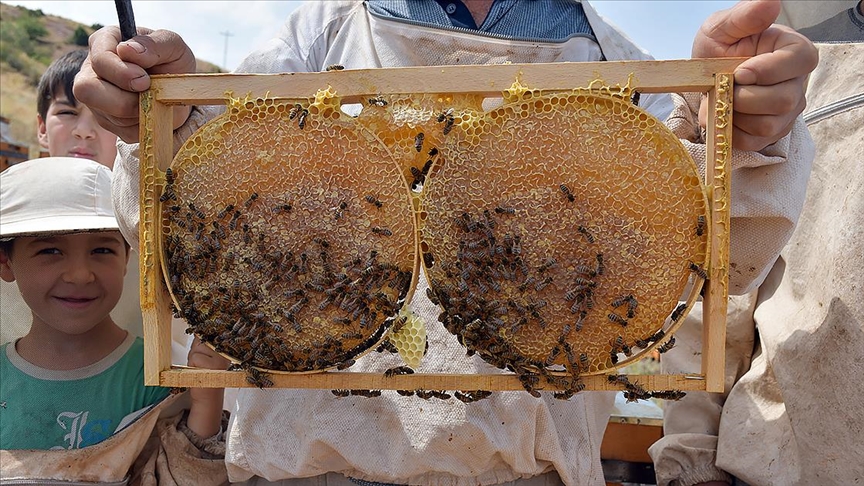 Sivas’ın zengin florası dünya sofralarını tatlandırıyor
