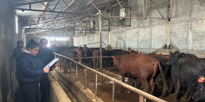 Sivas'ta damızlık hayvan kontrolleri yapıldı
