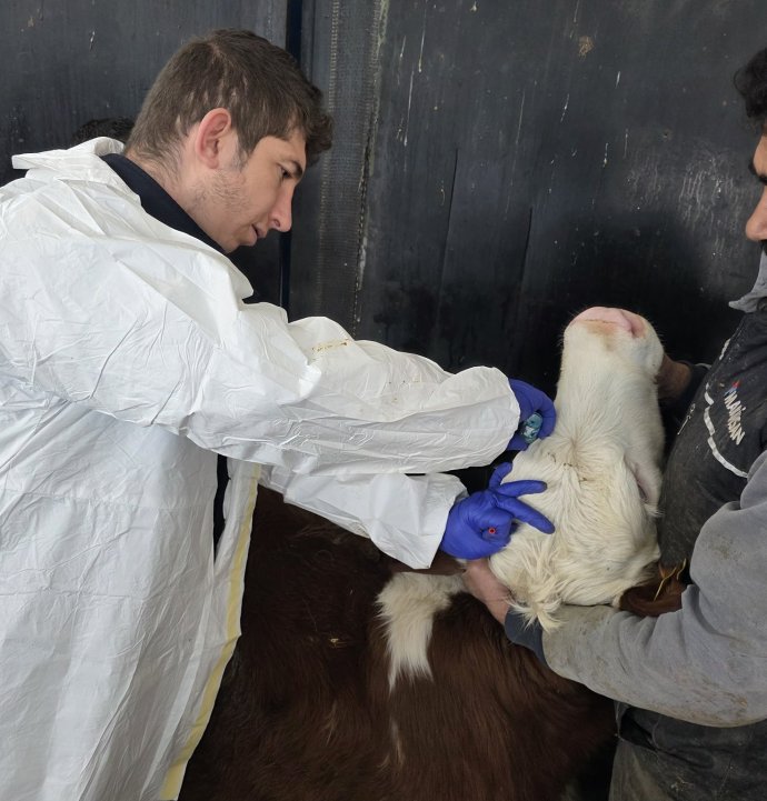 Sivas’ta büyükbaş hayvanların aşılama ve kimliklendirme çalışmaları sürüyor