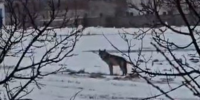 Köpekler havladı, ortaya çıkan görüntü şaşırttı