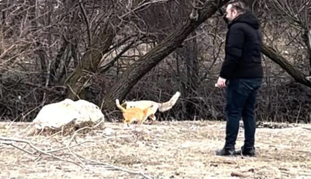 Doğanın sürprizi: Tilki ile sokak kedisi birlikte yürüyüşte