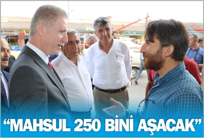 ?MAHSUL 250 BİNİ AŞACAK?