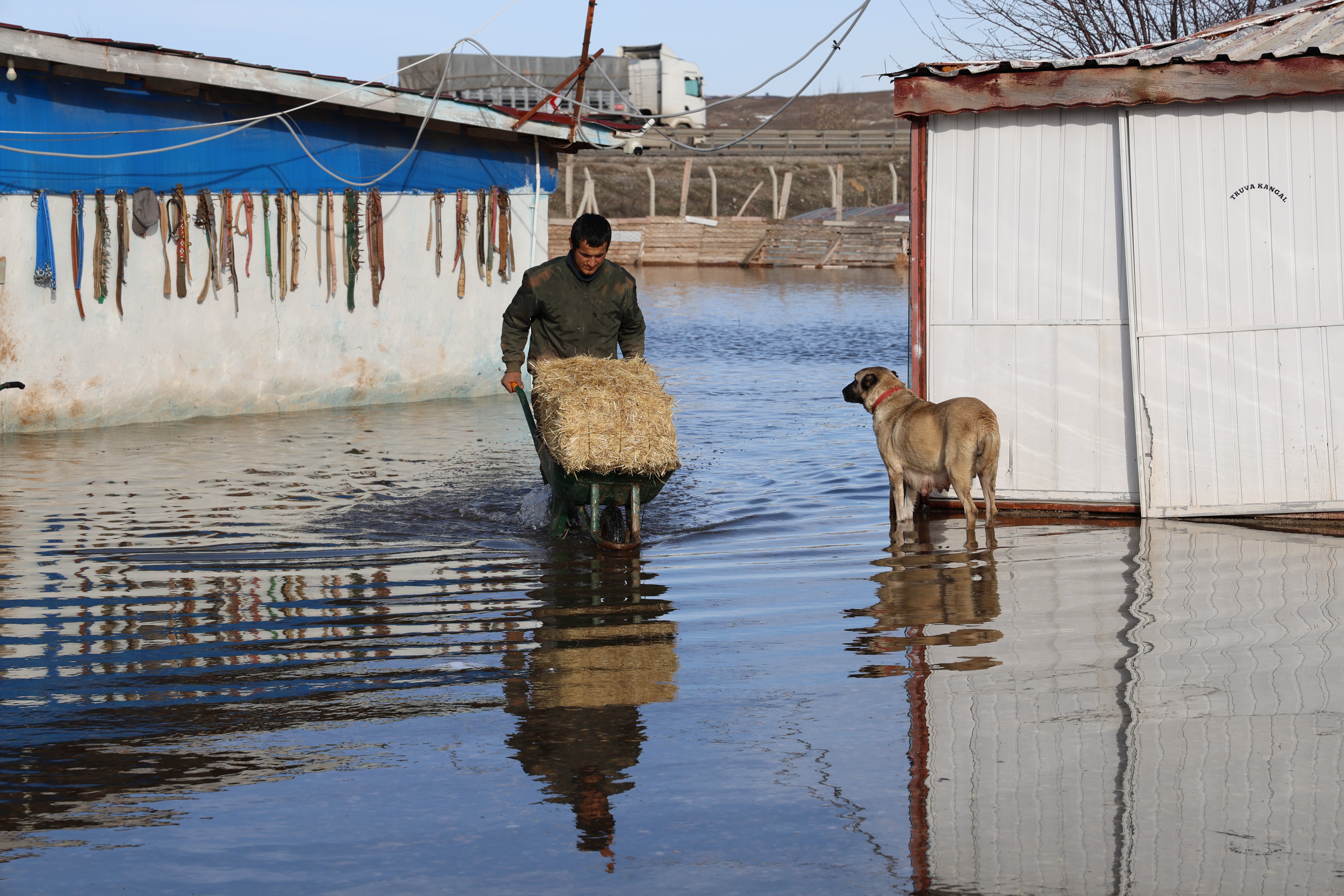 Sivas’ta kar suları çiftliği bastı! 80 köpek tahliye edildi