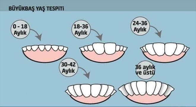 KURBANLIKTA  MOBİL DÖNEMİ