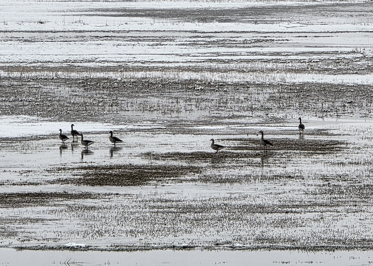 Hafik Gölü’nde Turna ve Yaban Kazlarının Karla Mücadelesi