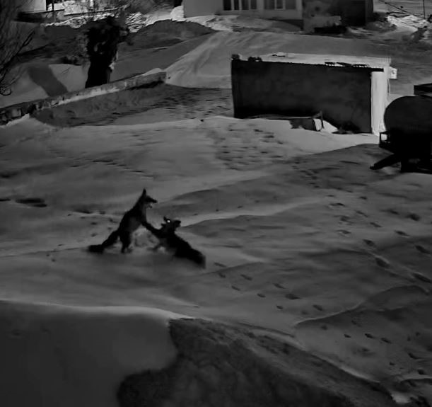 Sivas’ta Tilkiler Birbirine Girdi