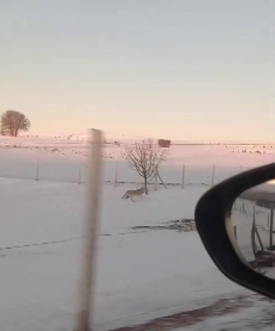 Mahsur Kurt Sivas’ta Sürüye Kavuştu