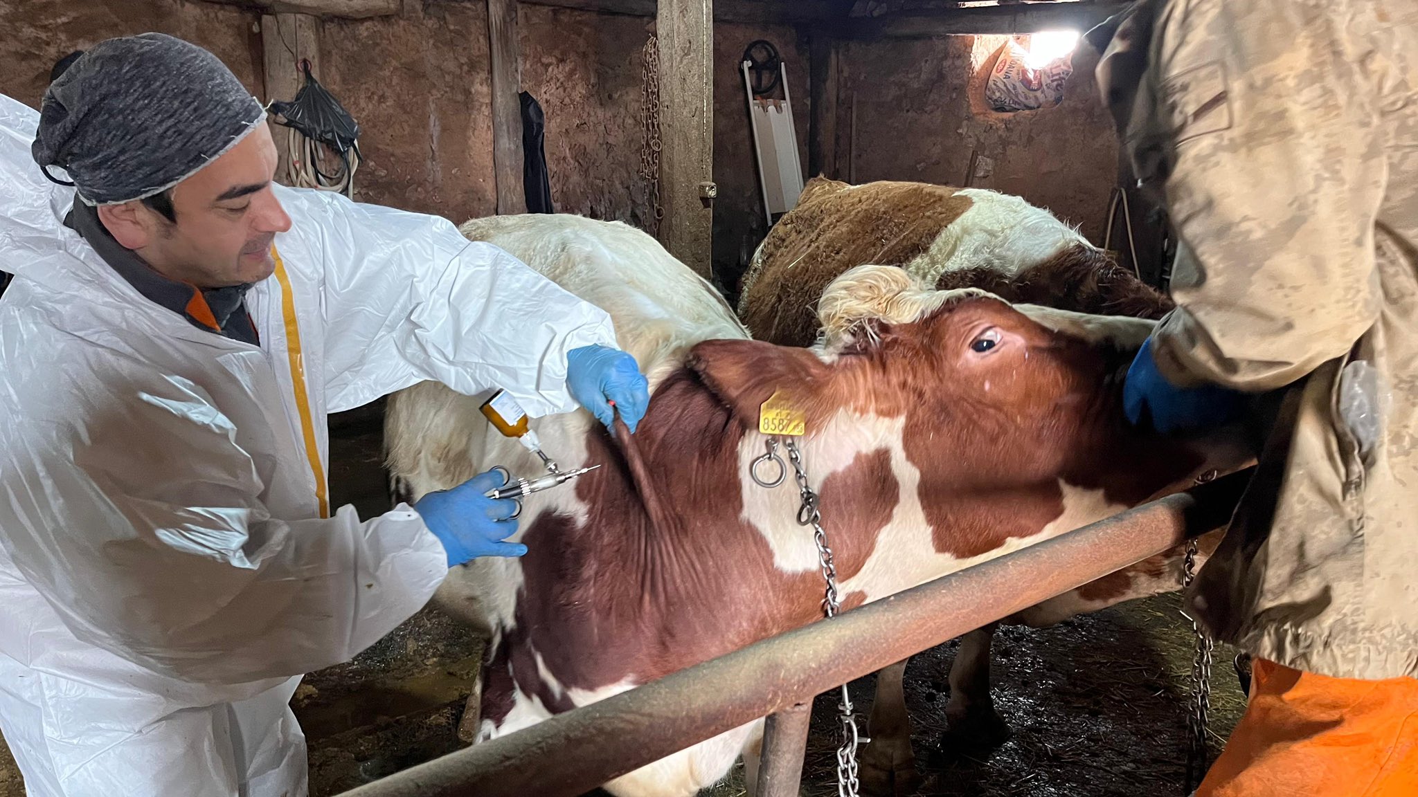 Sivas’ta şap aşılama çalışmaları devam ediyor