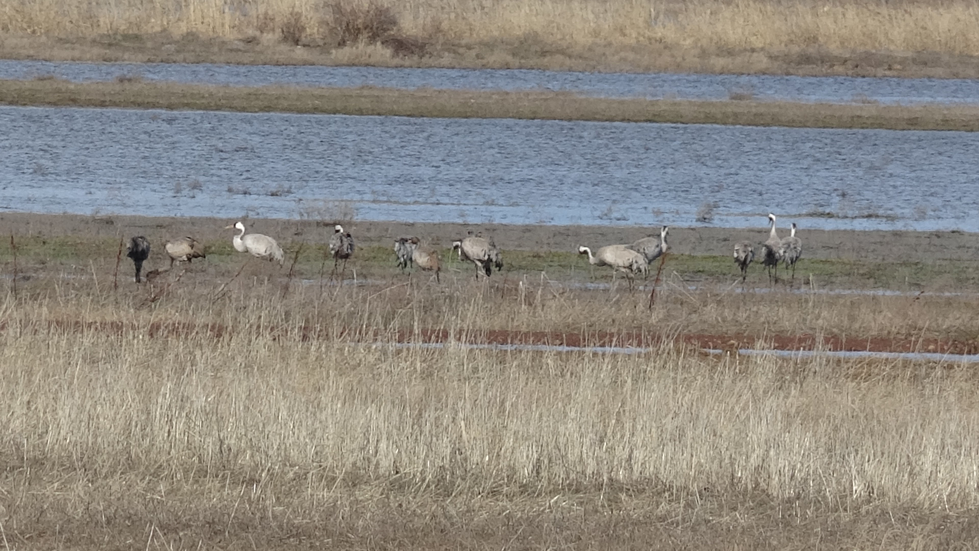 Sivas’ta Baharın Müjdecisi: Anadolu Turnaları Görüntülendi