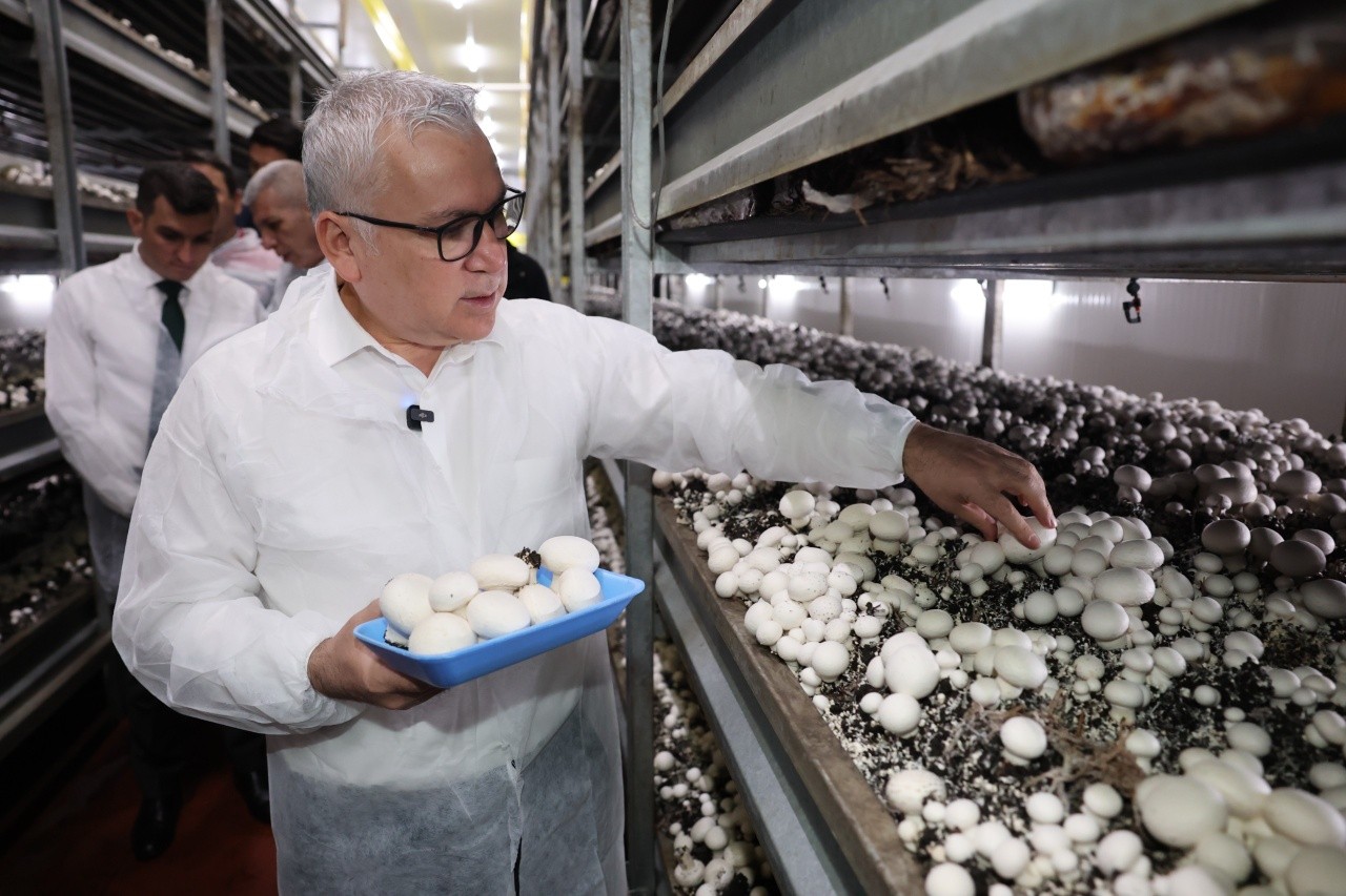 Sivas’ta Yılda 2 Bin Ton Mantar Üretiliyor