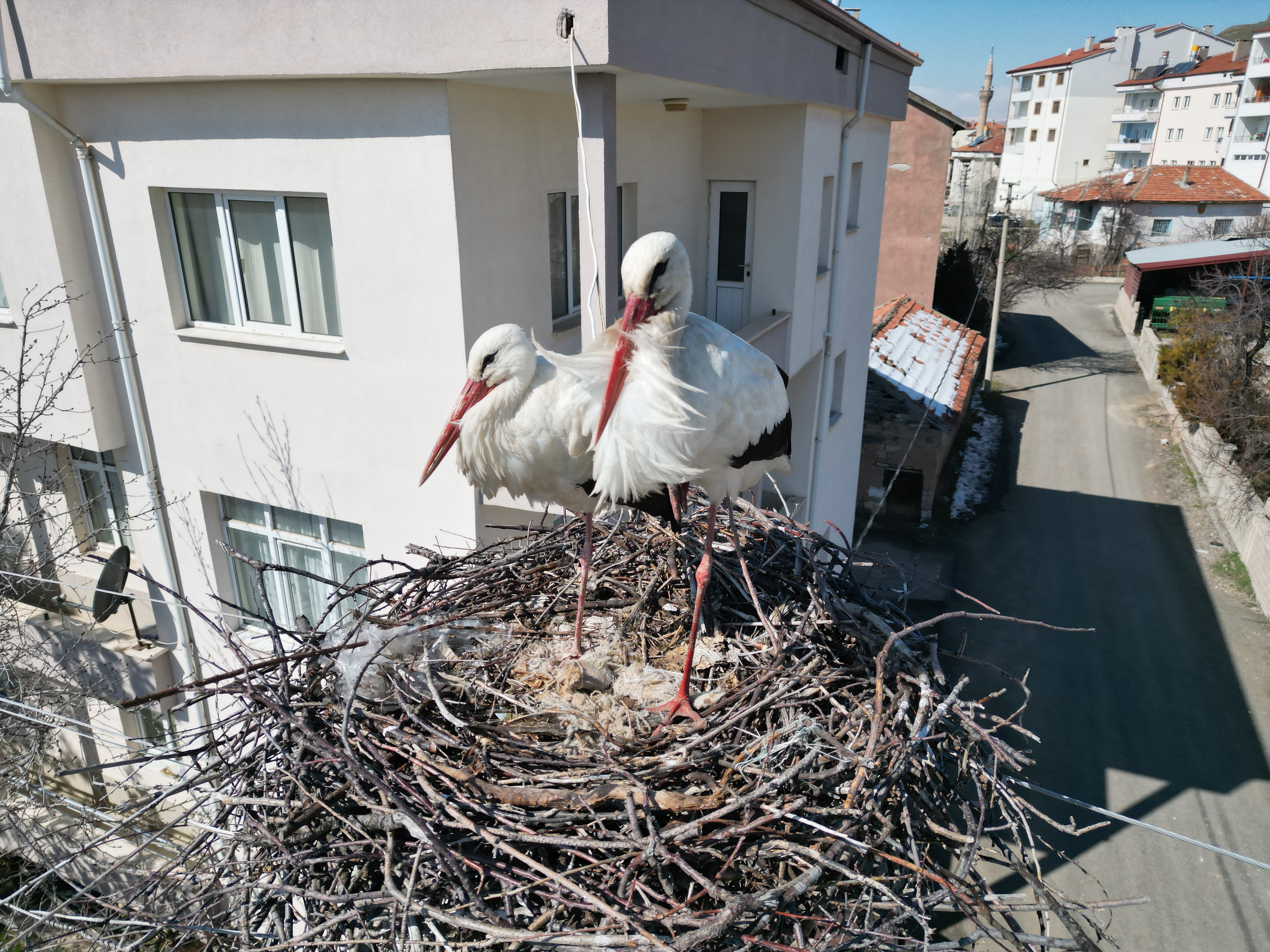 Sivas’ta Leylekler İçin 40 Yıllık Gelenek Devam Ediyor