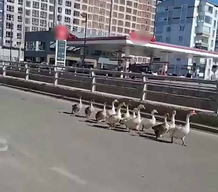 Sivas’ta Kazların Trafik İçindeki Geçidi İlginç Anlar Yarattı