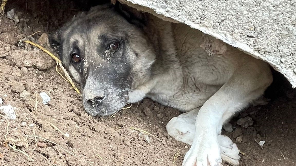Sivas’ta Beton Altında Sıkışan Köpek İçin Zamanla Yarış