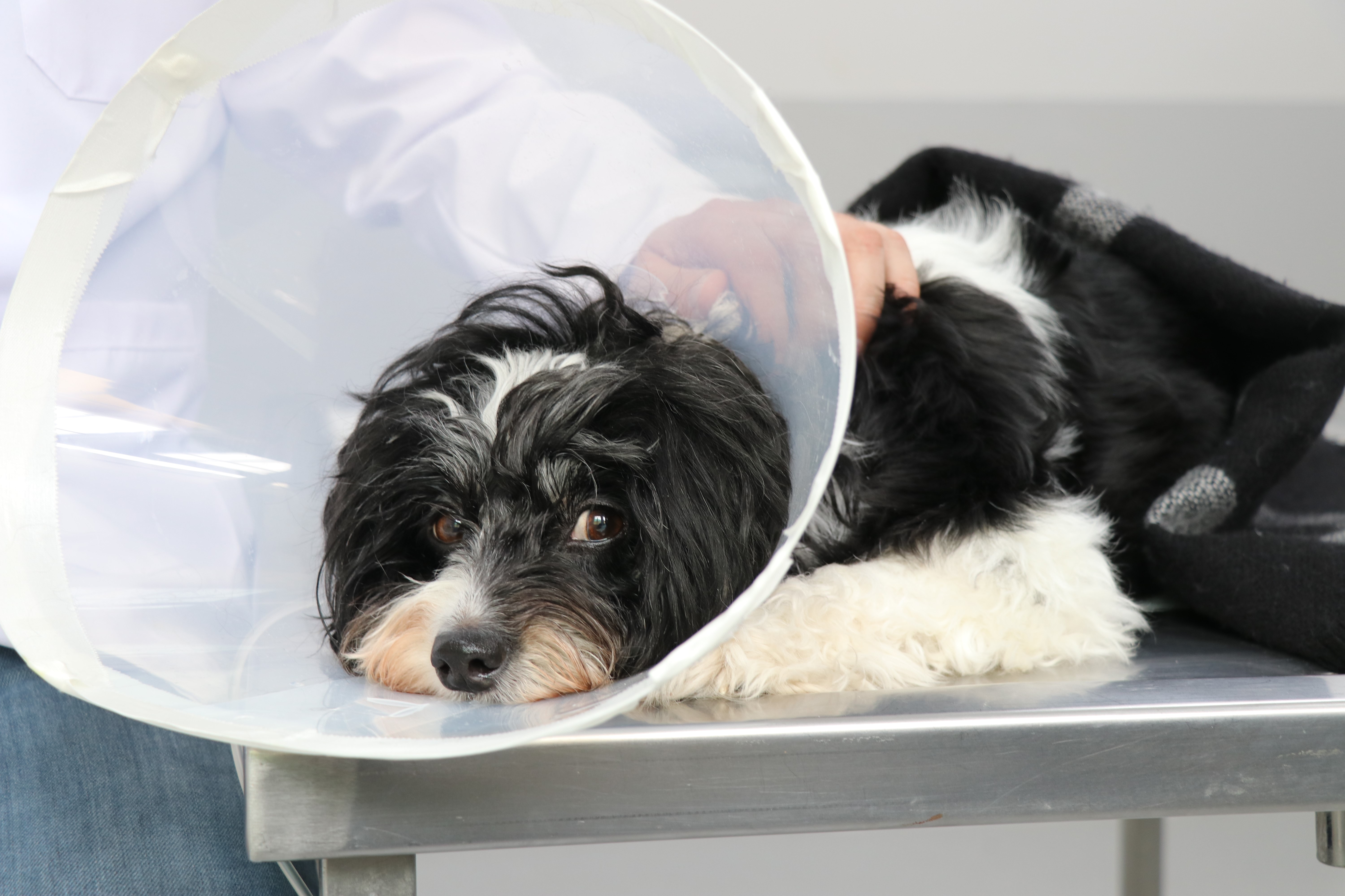 Sivas’ta ‘Tarçın’ köpeğin idrar kesesinden 140 taş çıkarıldı