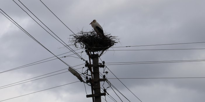 Baharın habercisi leylekler Sivas'a dönmeye başladı