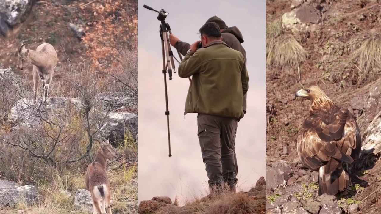 Milli Parklar Ekipleri Sivas’ın Doğal Yaşamını Kayıt Altına Aldı