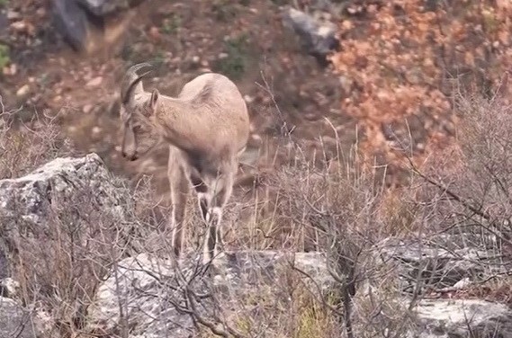 Sivas’taki vahşi yaşam, kameralara yansıdı