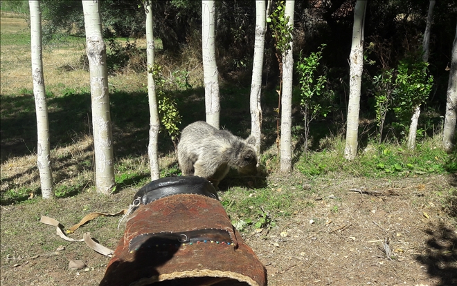 KAFASI TENEKEYE SIKIŞAN AYI TEDAVİSİNİN ARDINDAN DOĞAYA BIRAKILDI
