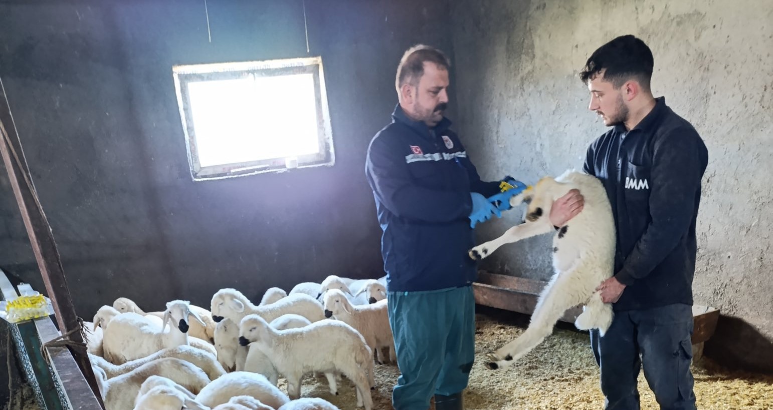 Sivas’ta aşılama ve kimliklendirme çalışmaları sürüyor