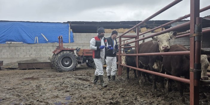 Sivas’ta ithal sığırlar için karantina çalışması yapıldı