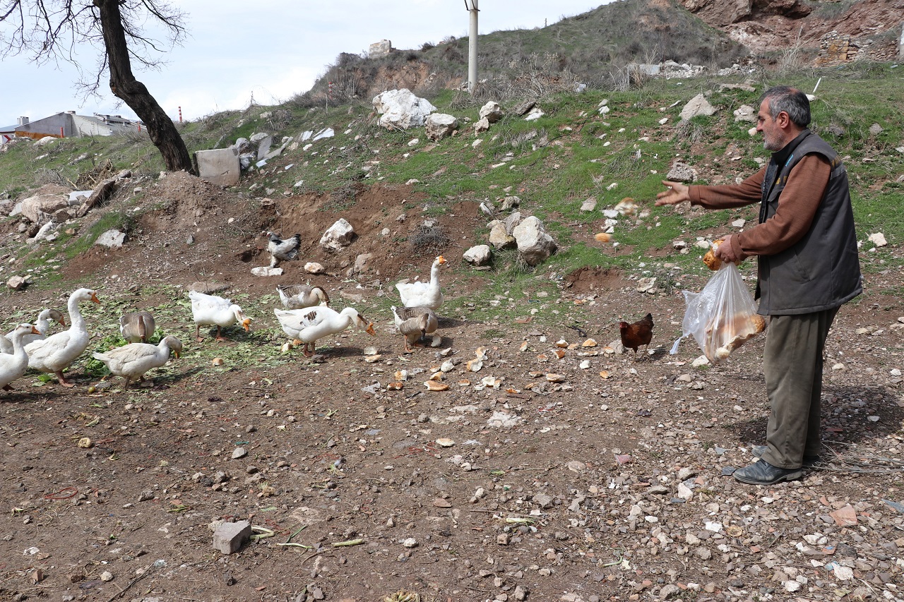 Sivas’ta 12 firari kaz sokak sokak geziyor