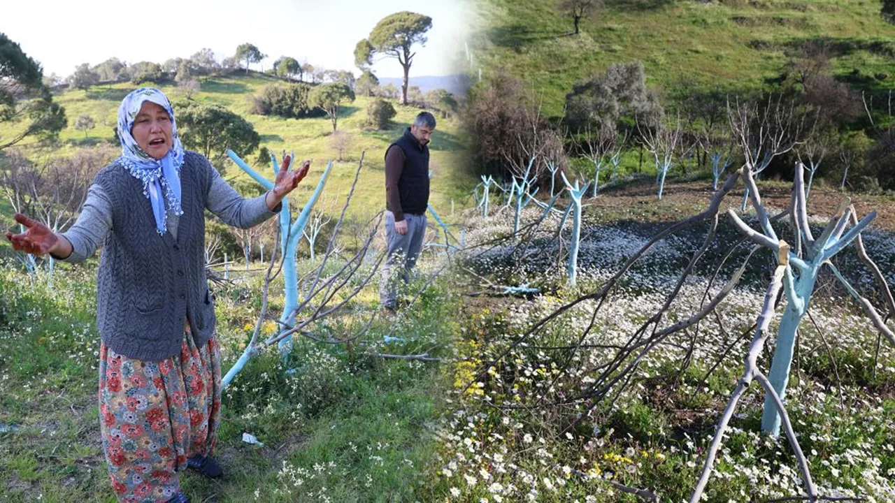 Yüzlerce ağacı katletti, köy halkının bütün emeği bir gecede bitti!