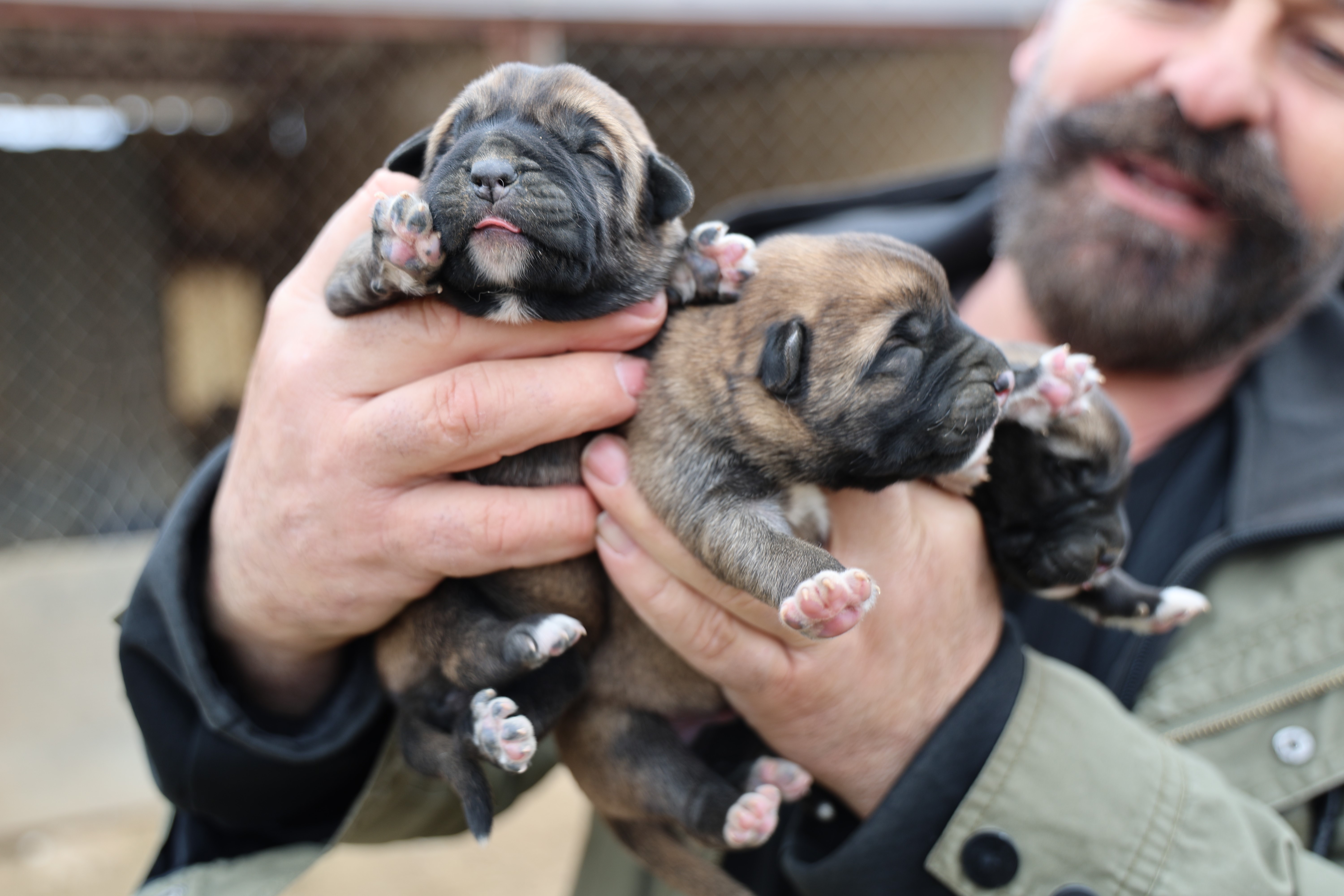 Mevsimin İlk Kangal Yavruları Doğdu: Karakterleri Şimdiden Ortaya Çıktı