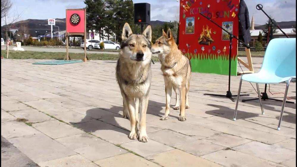 Zara’da Nevruz’a kurtlu ve şahinli kutlama damga vurdu