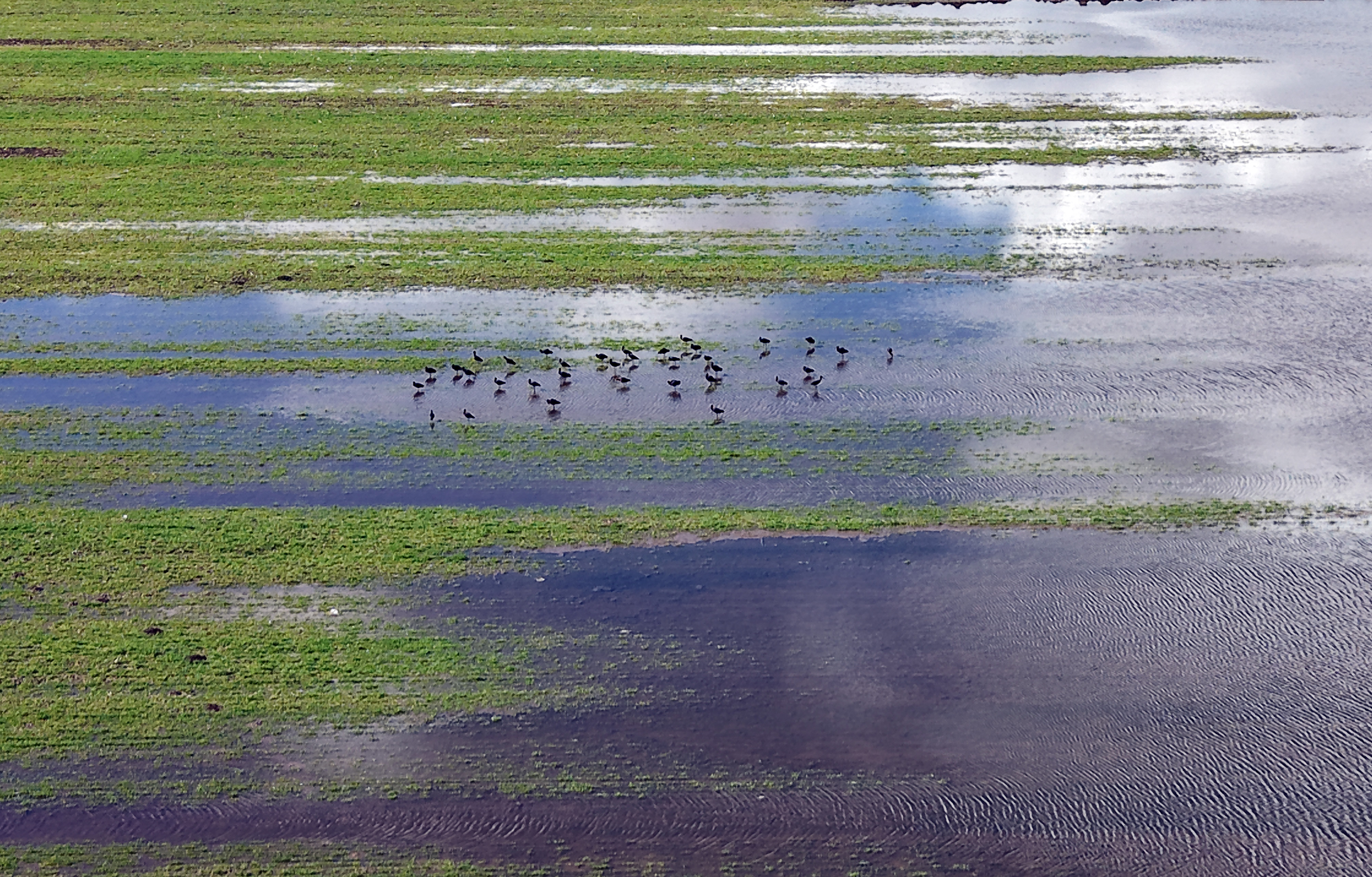 Sivas'ta tarım arazileri göle döndü