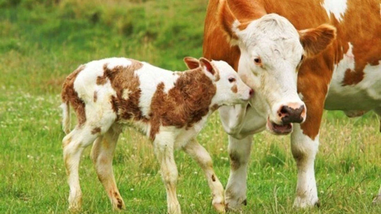 Sivas’ta Buzağı ve Kuzu Desteği Başvuruları Başladı