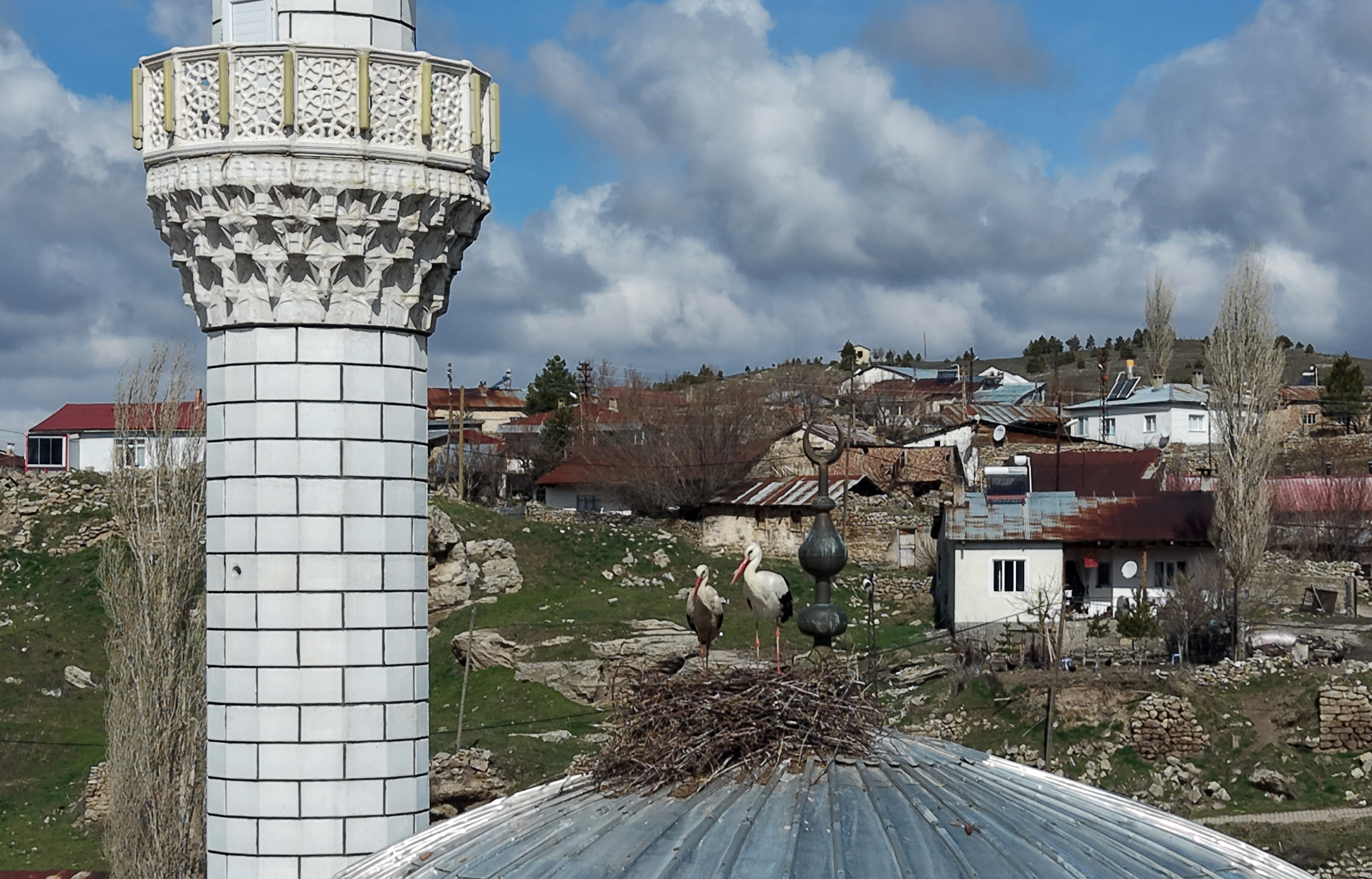 Sivas’ta Cami Kubbesinin Sadık Misafirleri