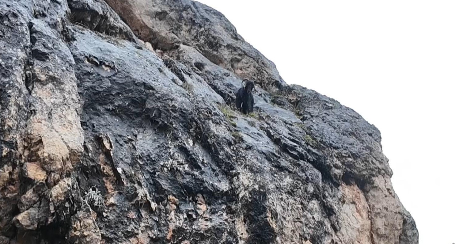 Sivas'ta kayalıklarda mahsur kalan keçi kurtarıldı