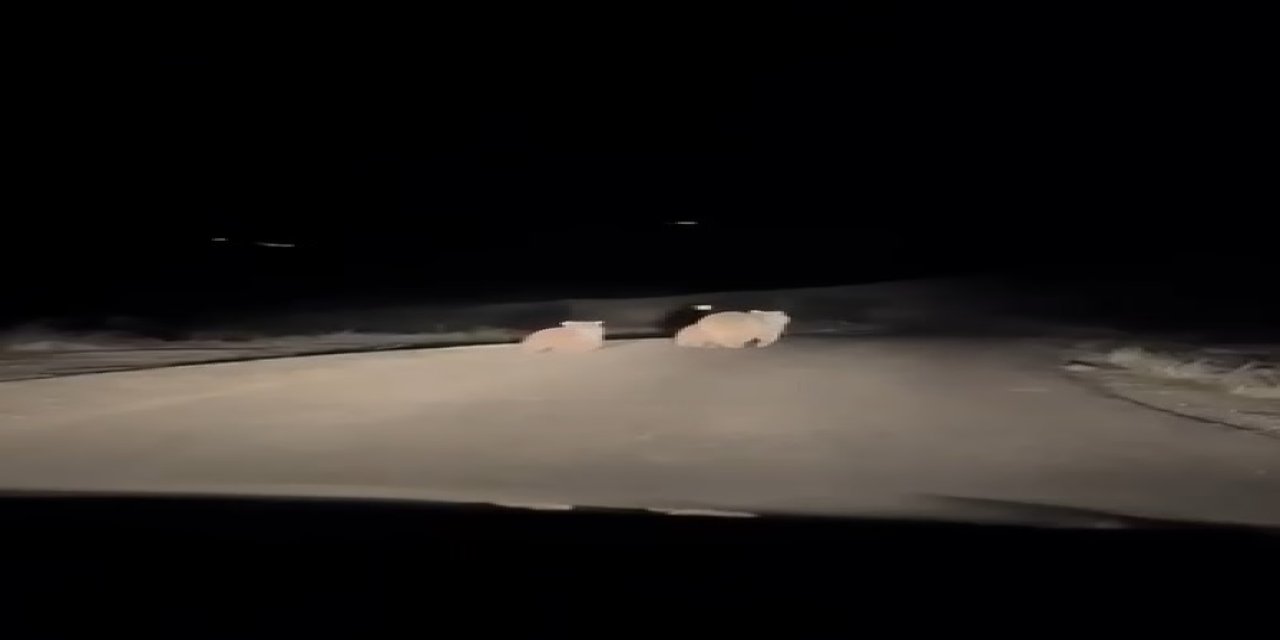 Anne ve yavru ayılar otomobilin önüne çıktı
