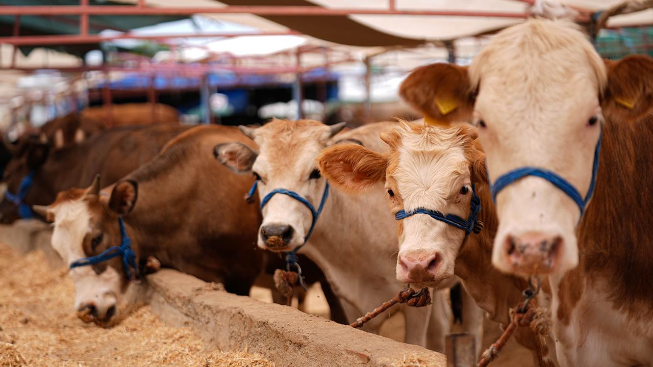 Sivas’ta 2026 Kurbanlık Fiyatları Açıklandı