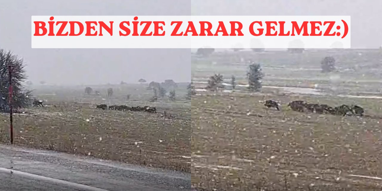 Sivas’ta veteriner hekim domuz sürüsü görüntüledi, sözleri gülümsetti