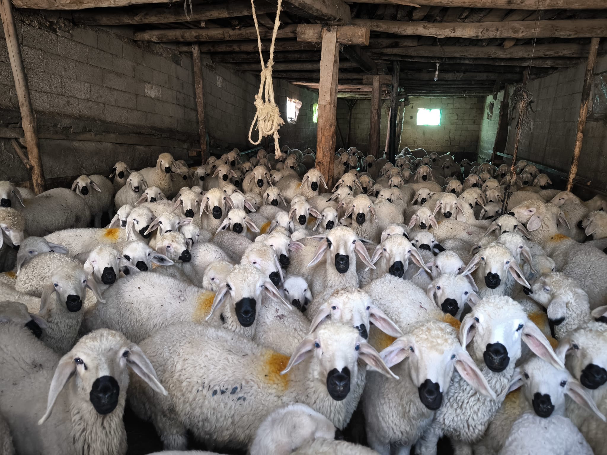 Sivas’ta küçükbaş hayvanları aşılama çalışmaları sürüyor