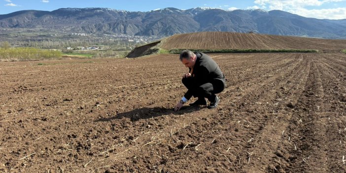 Sivas'ta atıl araziler nohutla buluştu