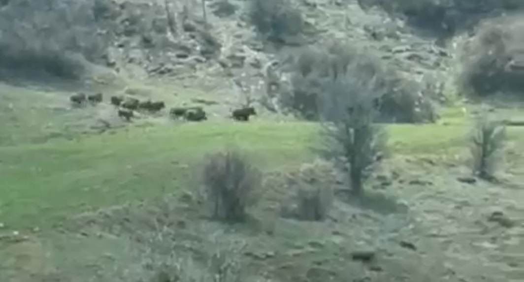 Sivas’ta ekili arazide domuz alarmı