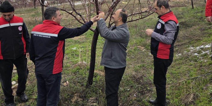 Sivas’ta zirai don riskine karşı saha incelemeleri sürüyor