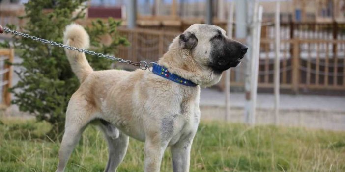 Kangal köpeği için ödüllü yarışma