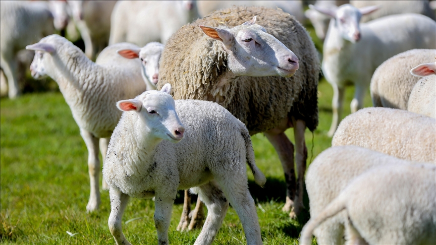 Kırsalda Bereket Projesi başvuruları başladı