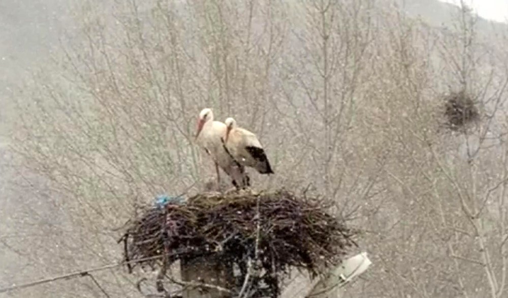Sivas’ta göç eden leylekler kar altında kaldı
